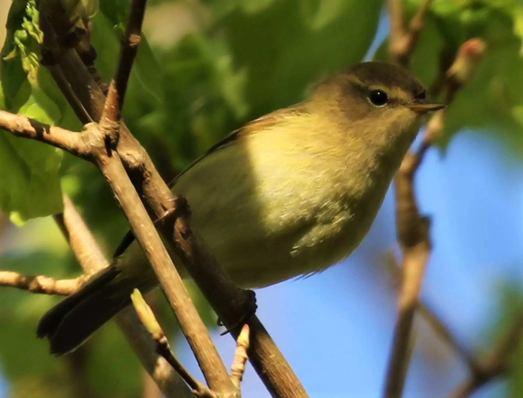 Chiff Chaff - Ritchie's rambles